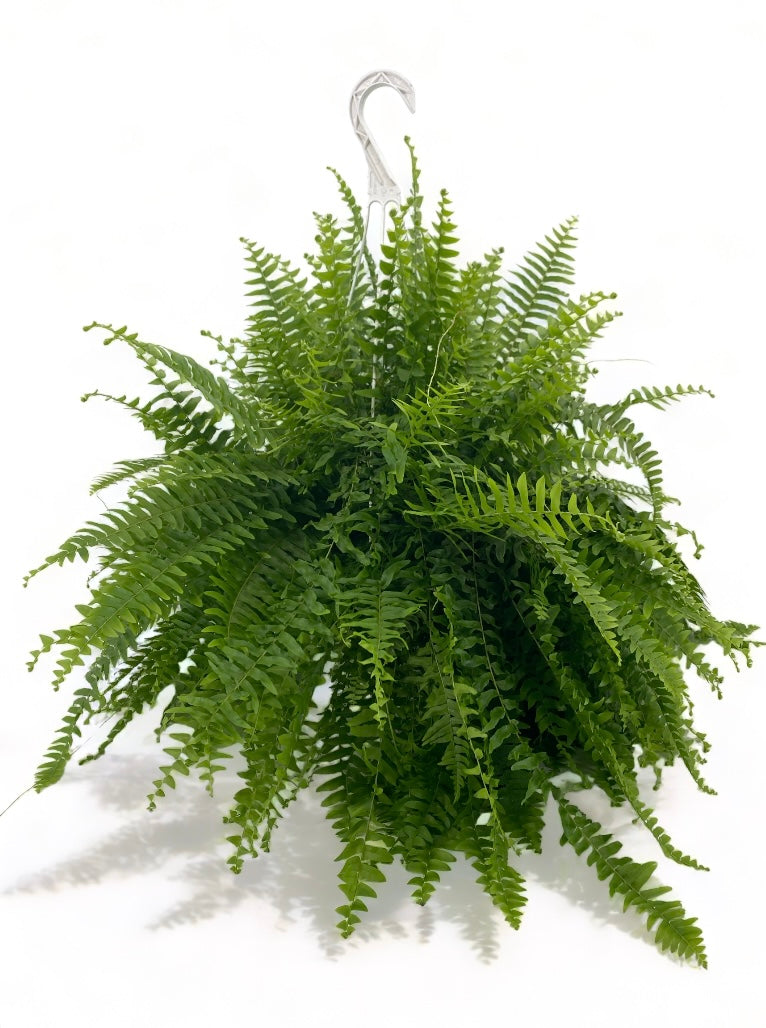 Boston Fern Hanging Basket - Printz Florist
