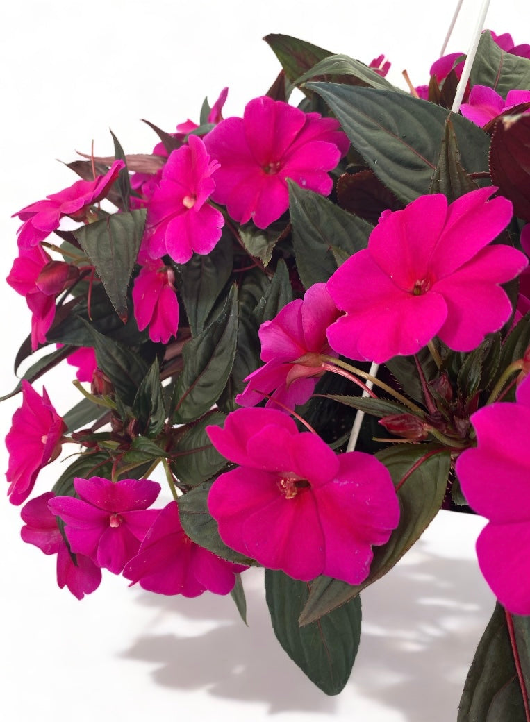 Impatiens Hanging Basket - Printz Florist