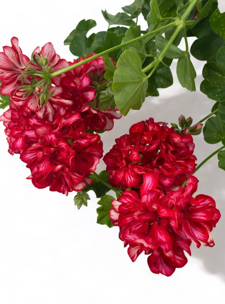 Geranium Hanging Basket - Printz Florist