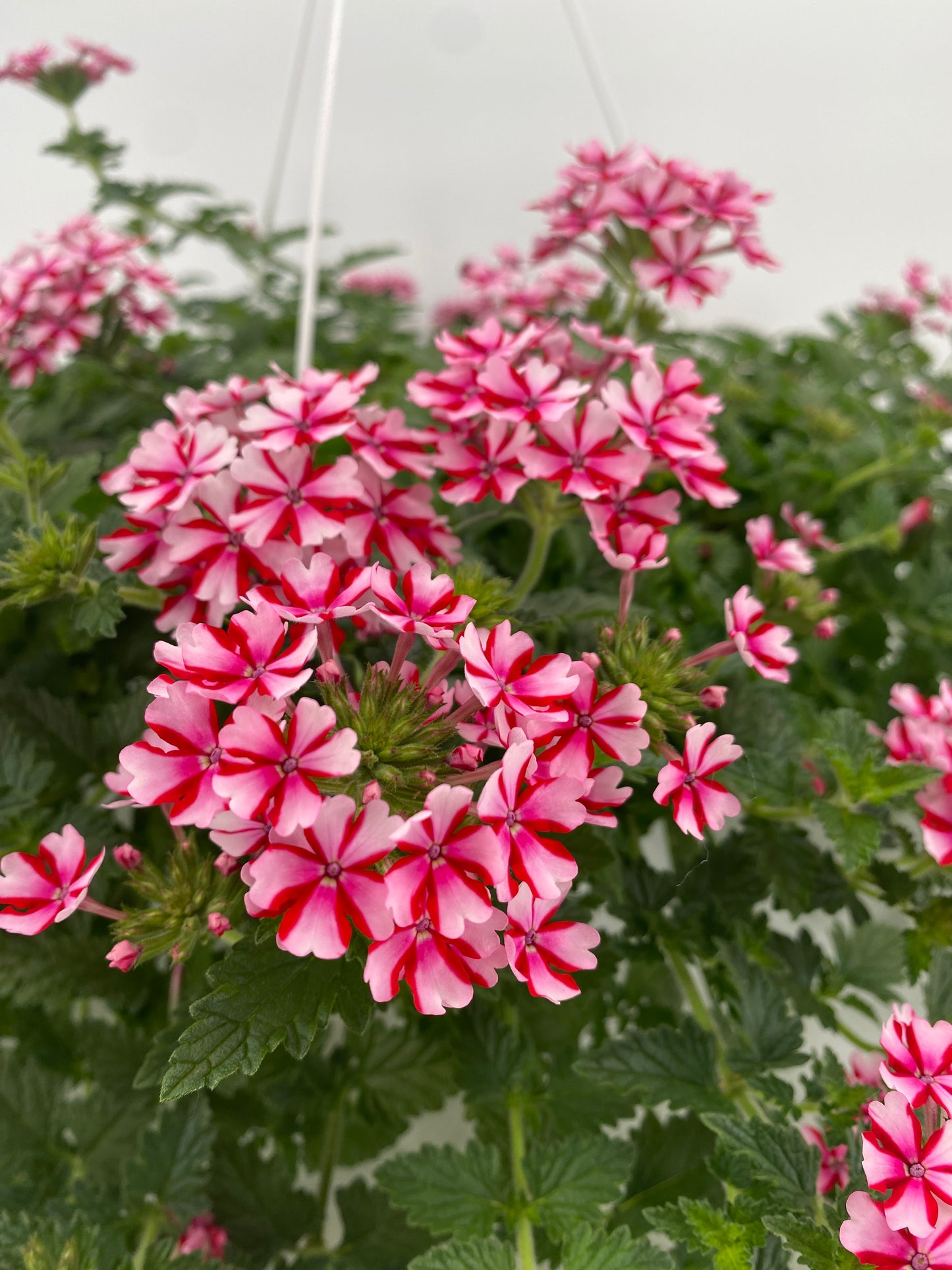 Verbena Hanging Basket - Printz Florist