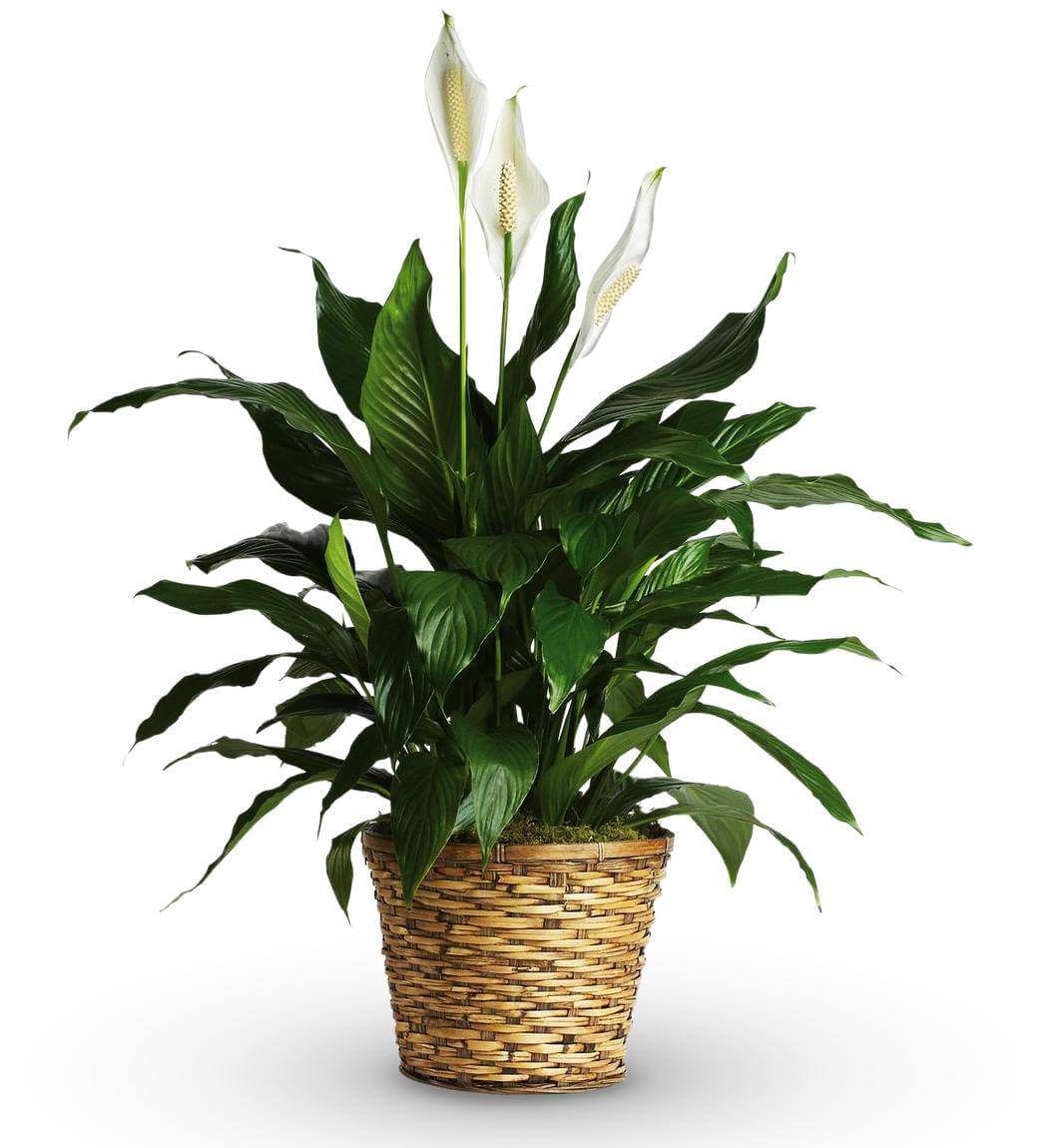 Countertop Peace Lily