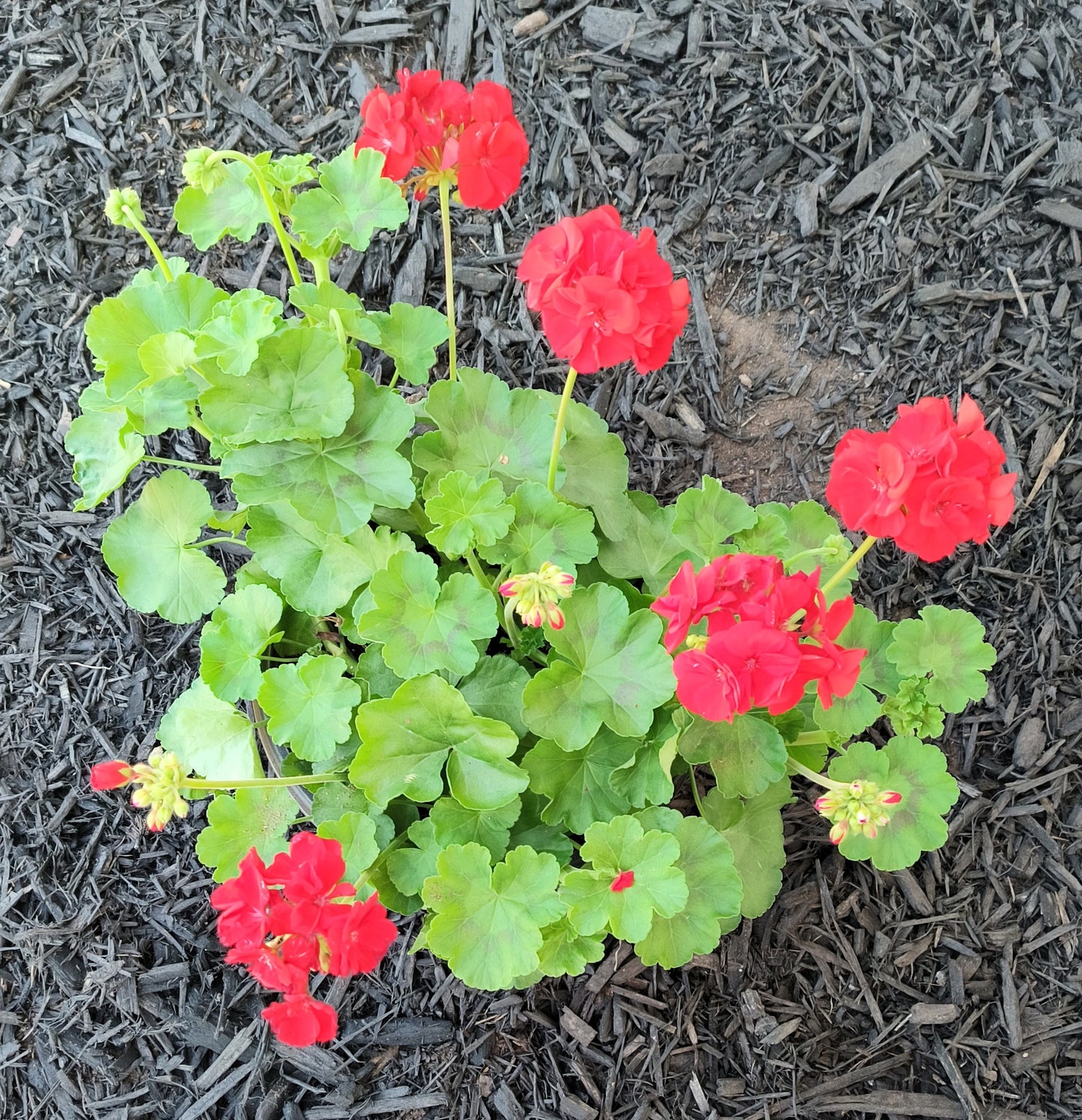 Geranium Patio Pot