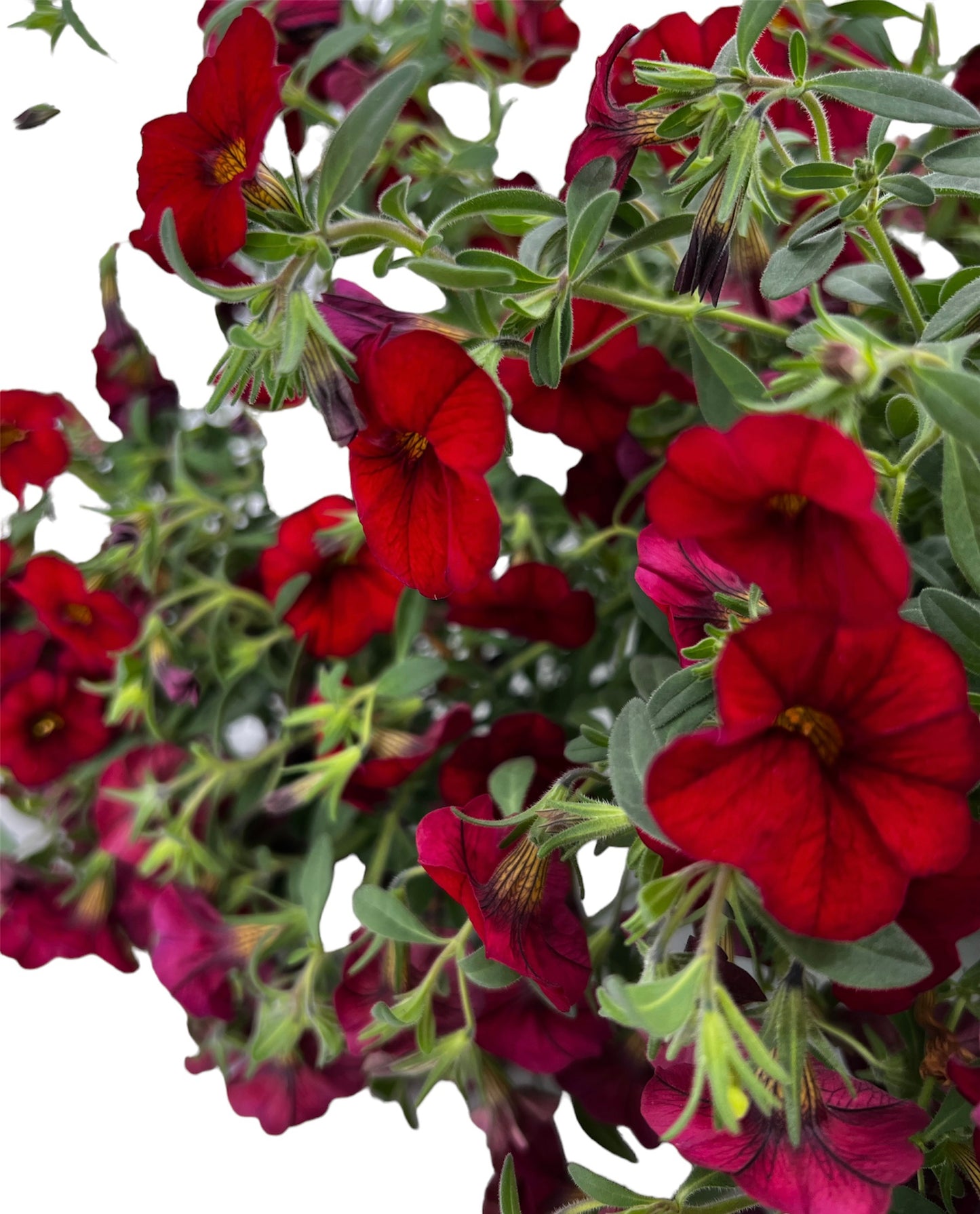 Petunia Hanging Basket