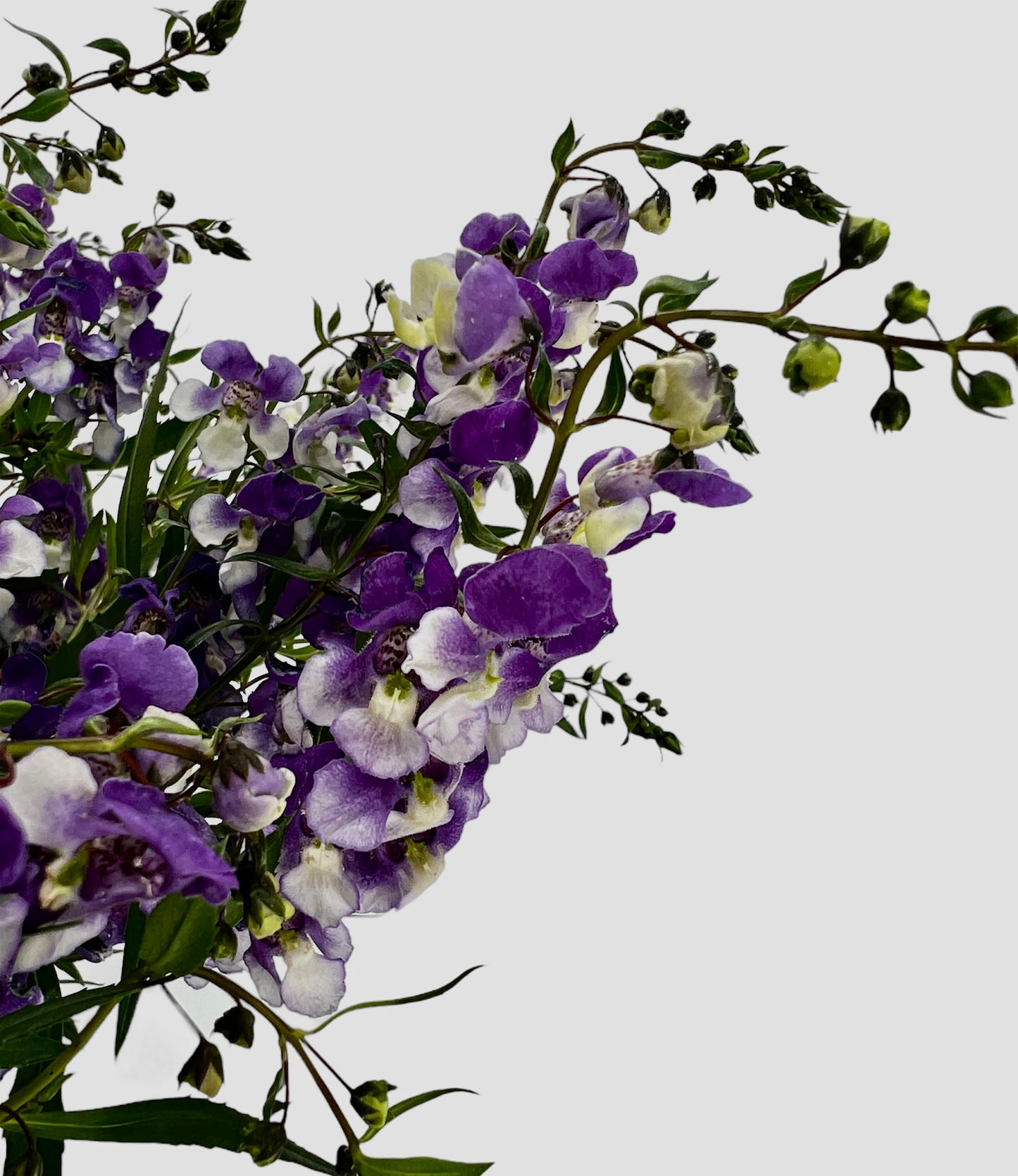 Angelonia Hanging Basket