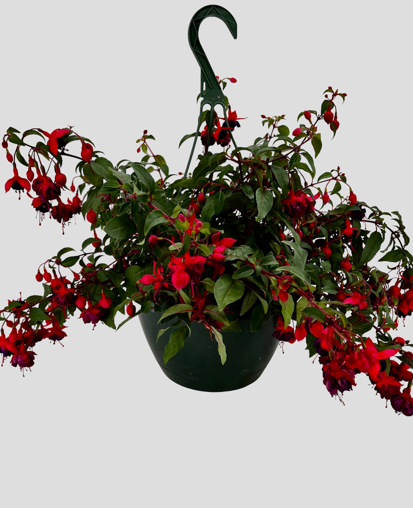 Fuchsia Hanging Basket