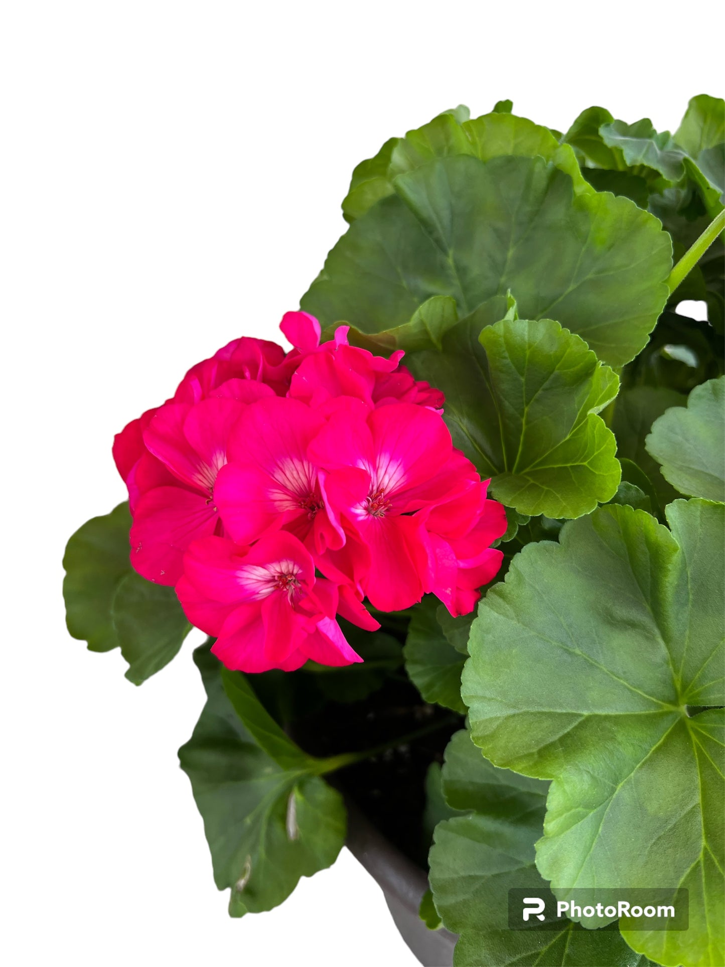 Patio Potted Begonia