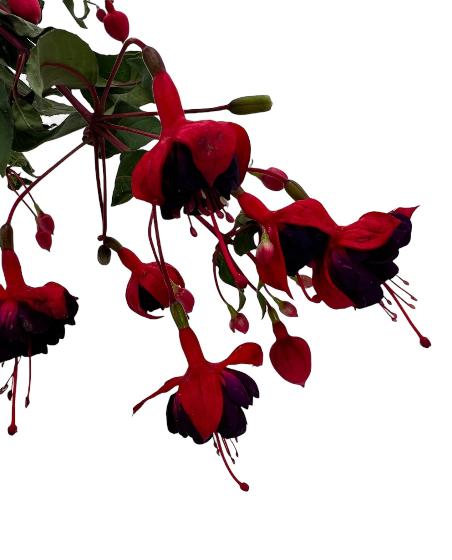 Fuchsia Hanging Basket