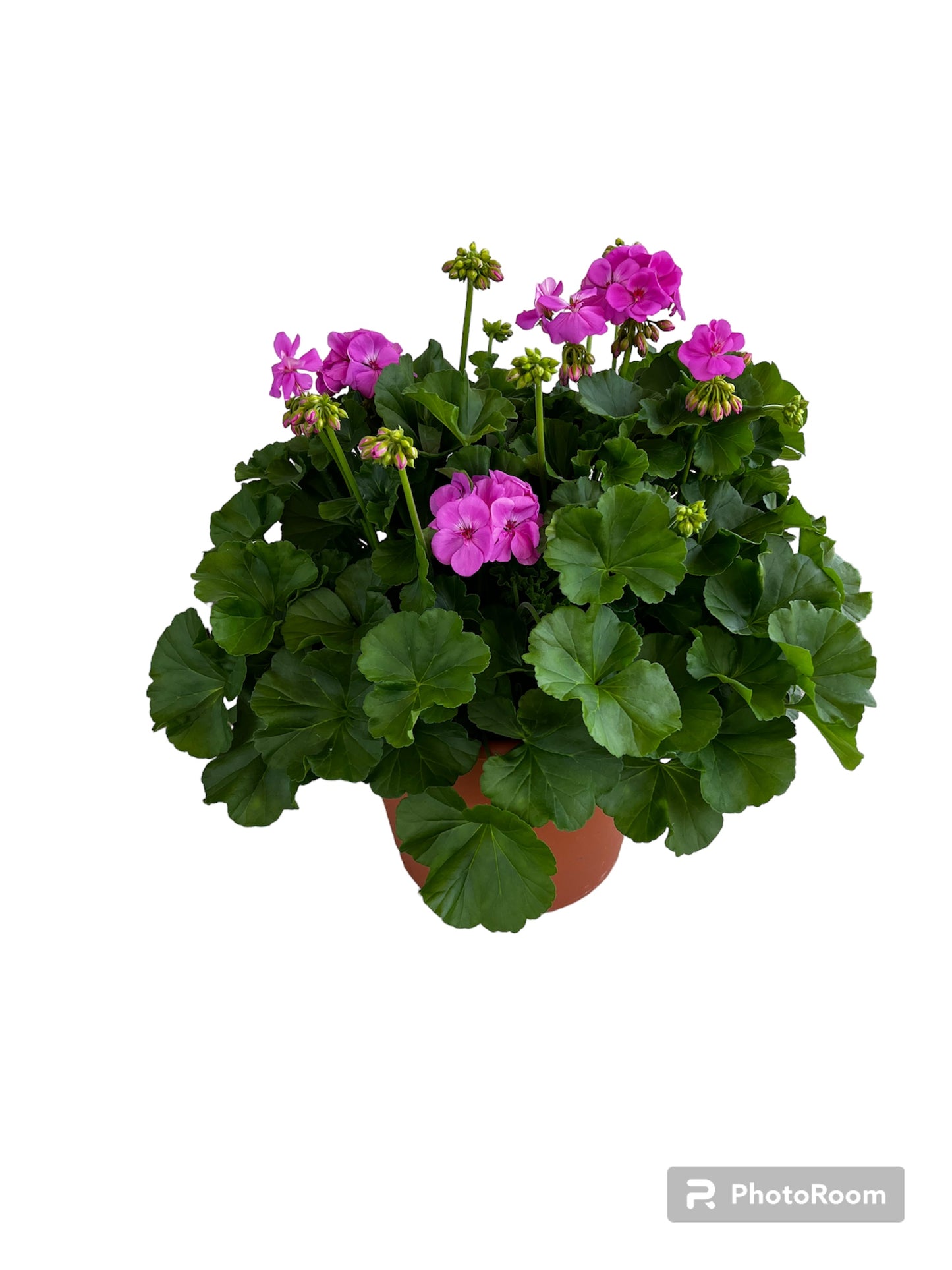Patio Potted Begonia