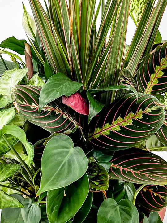 Dish Garden - Printz Florist