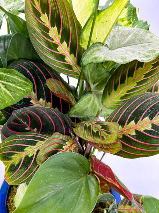 Ceramic Dish Garden - Printz Florist