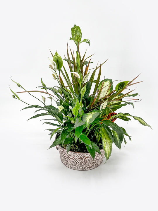 Dish Garden - Printz Florist