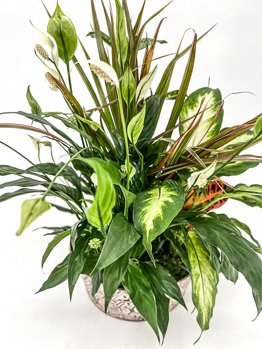 Dish Garden - Printz Florist