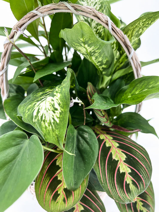 Wicker Dish Garden - Printz Florist