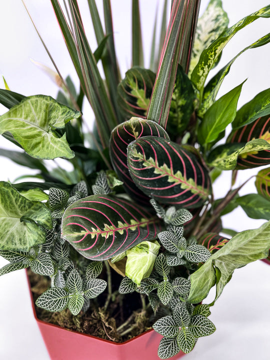 Dish Garden - Printz Florist