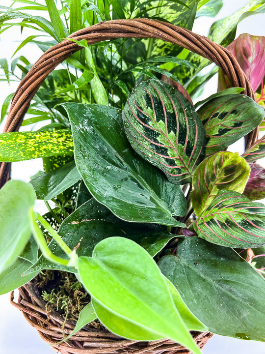 Wicker Dish Garden - Printz Florist