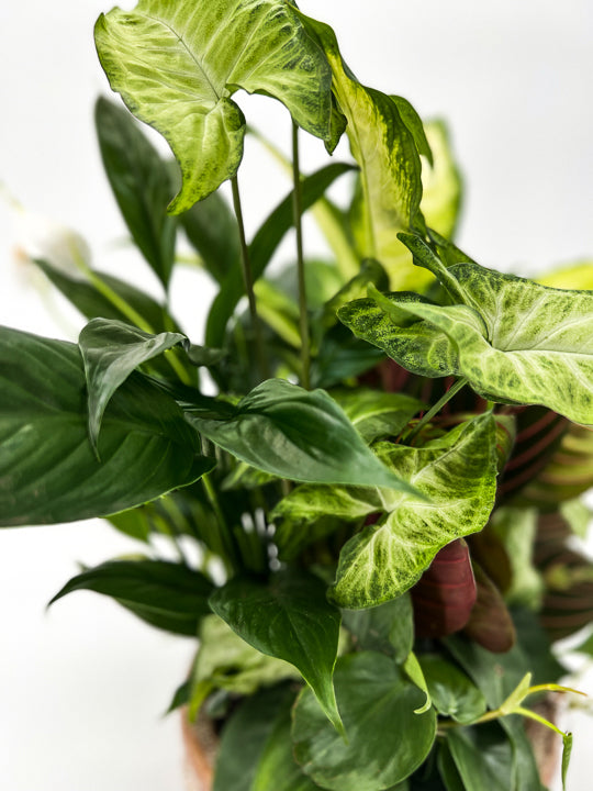 Ceramic Dish Garden - Printz Florist