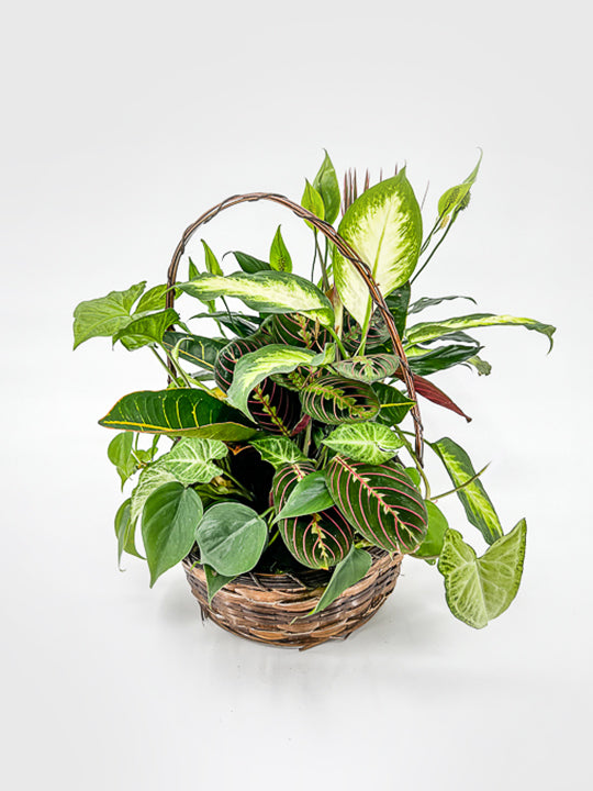 wicker basket for indoor plants Wicker Basket Planter – Printz Florist