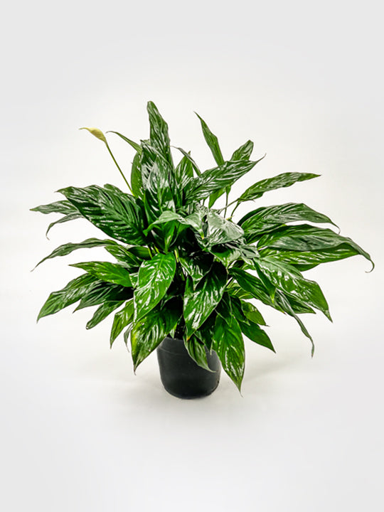 giant peace lily price Large Peace Lily – Printz Florist