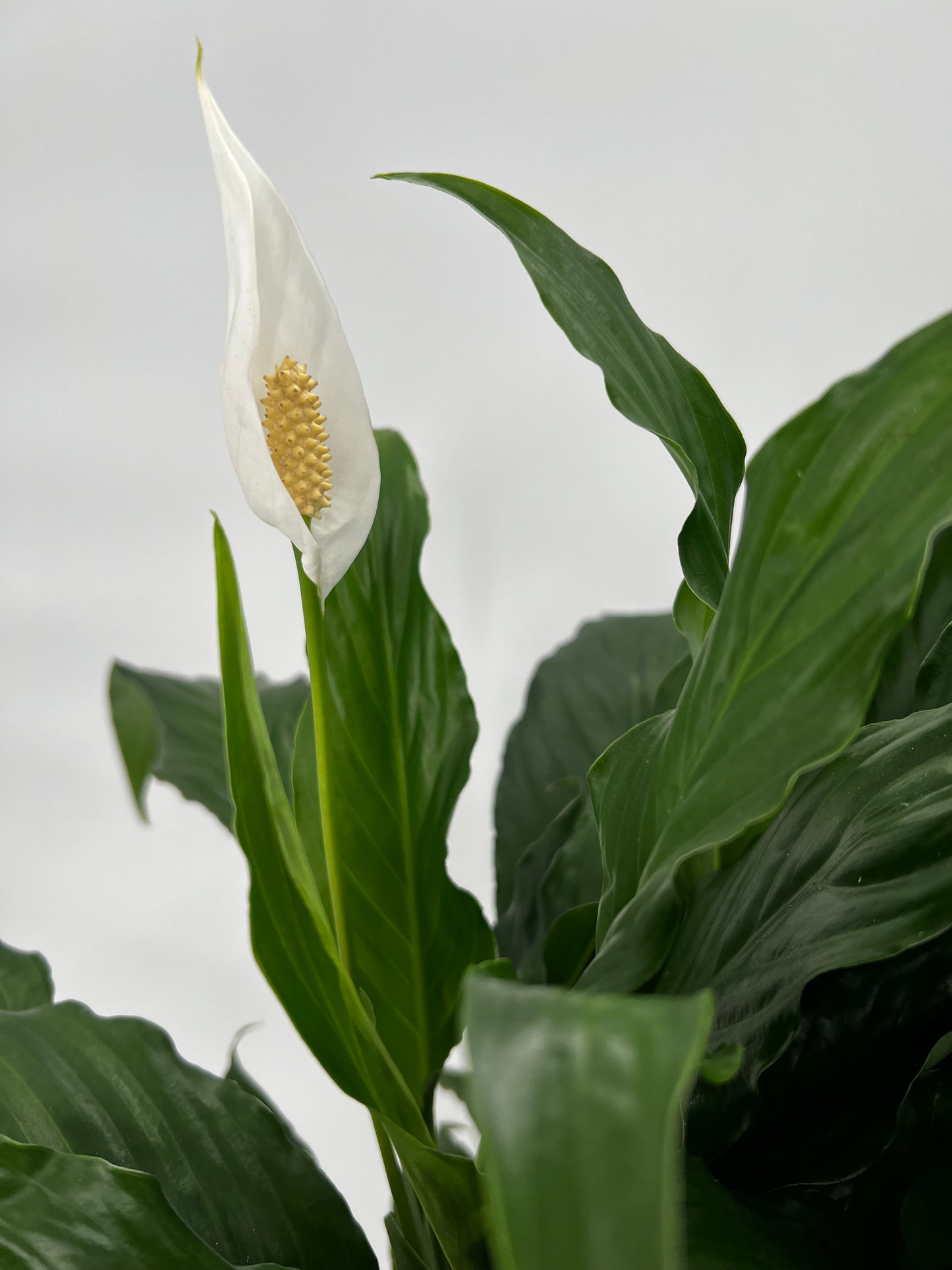 Large Dish Garden - Printz Florist