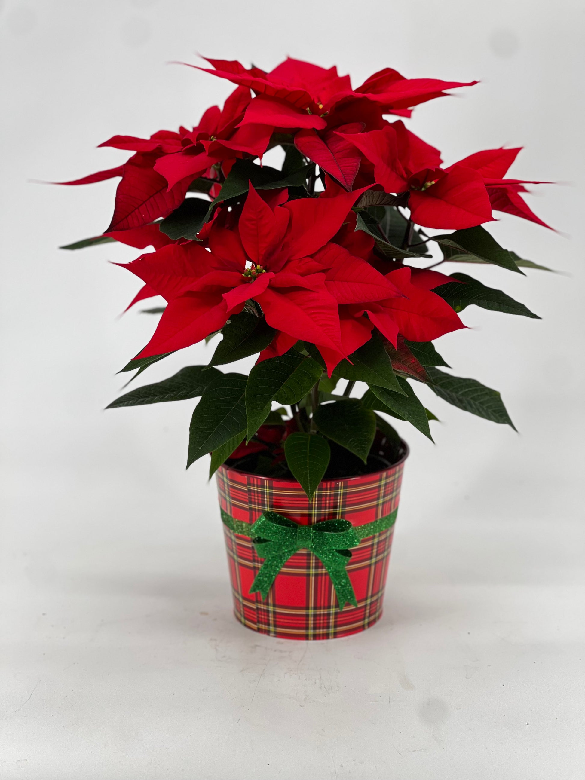 Poinsettia in Keepsake Tin - Printz Florist