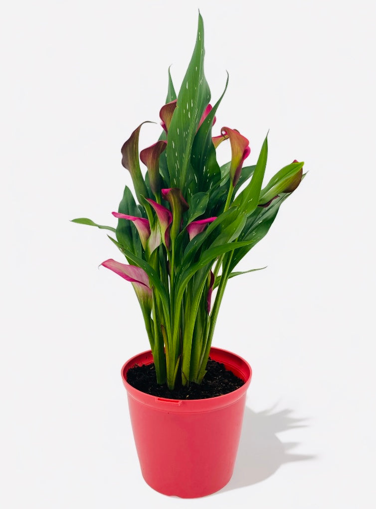 Pink Calla Lily - Printz Florist