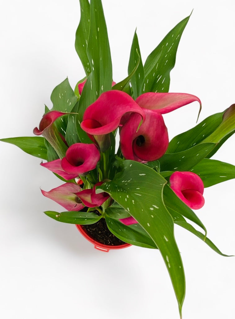 Pink Calla Lily - Printz Florist