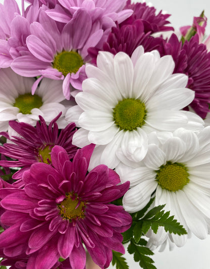 Dancing Daisies - Printz Florist