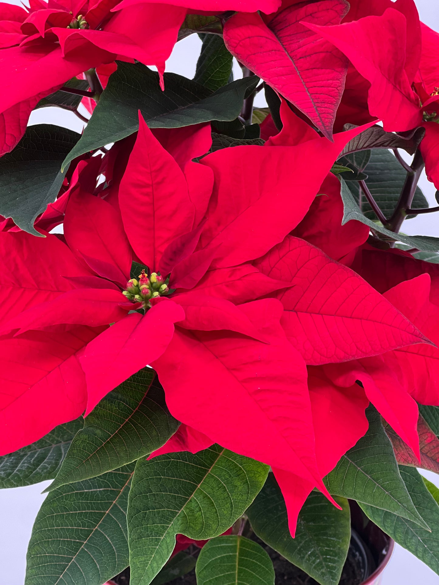 Poinsettia in Keepsake Tin - Printz Florist