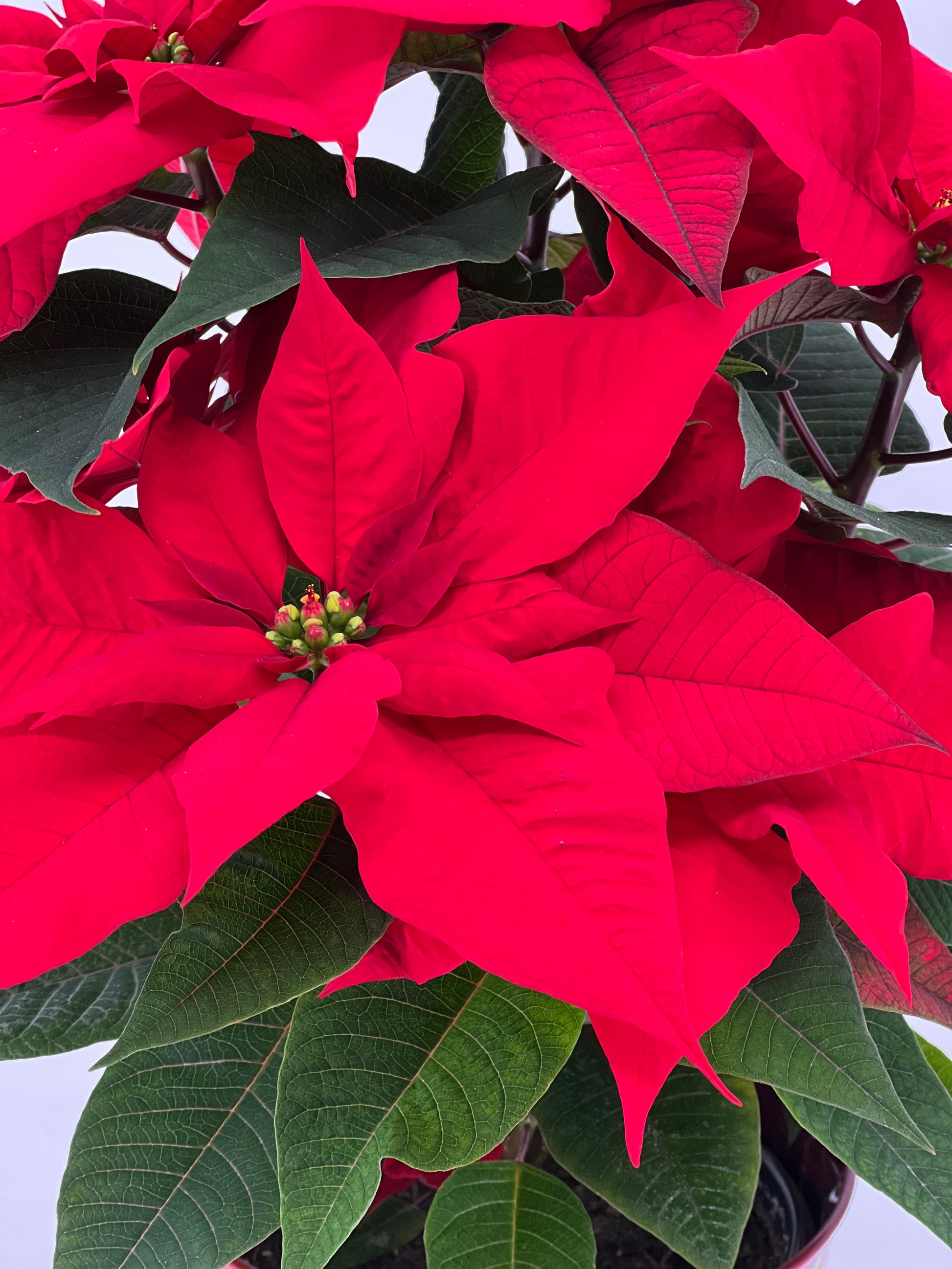 Poinsettia in Keepsake Tin - Printz Florist
