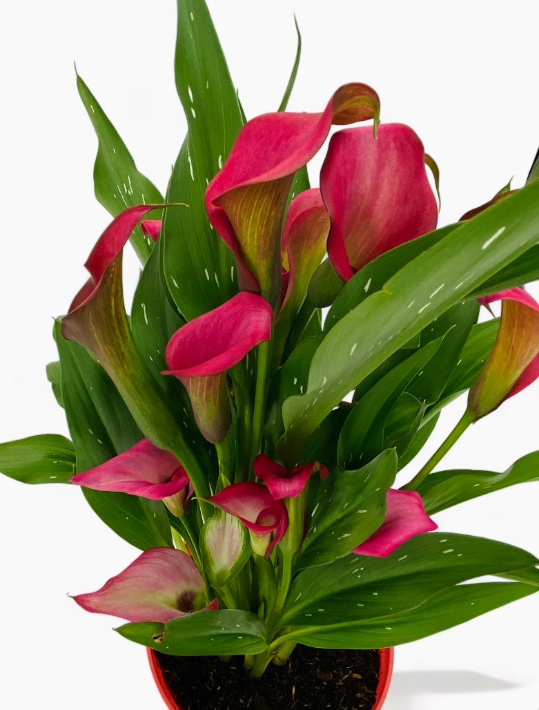 Pink Calla Lily