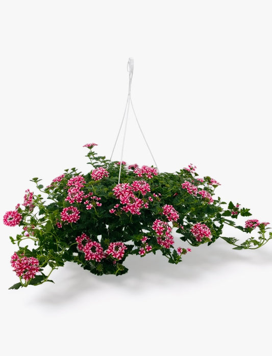 Verbena Hanging Basket