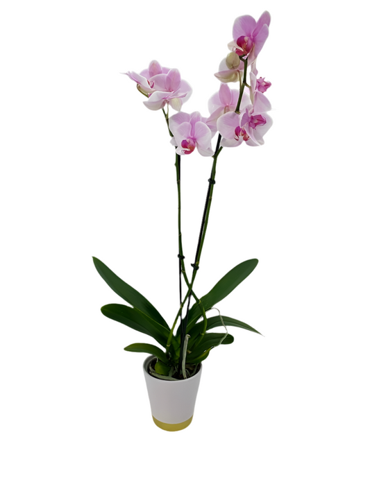 Pink Orchid Planter