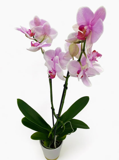 Pink Orchid - Printz Florist