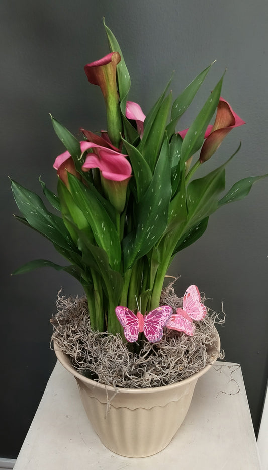 Calla Lily Plant