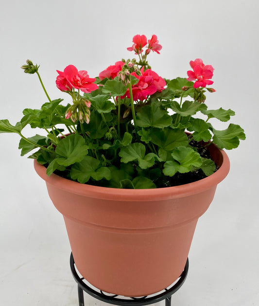 Geranium Porch Pot