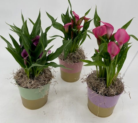 Calla Lily Plant