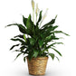 Countertop Peace Lily