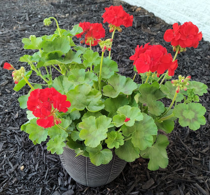 Geranium Patio Pot