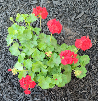 Geranium Patio Pot