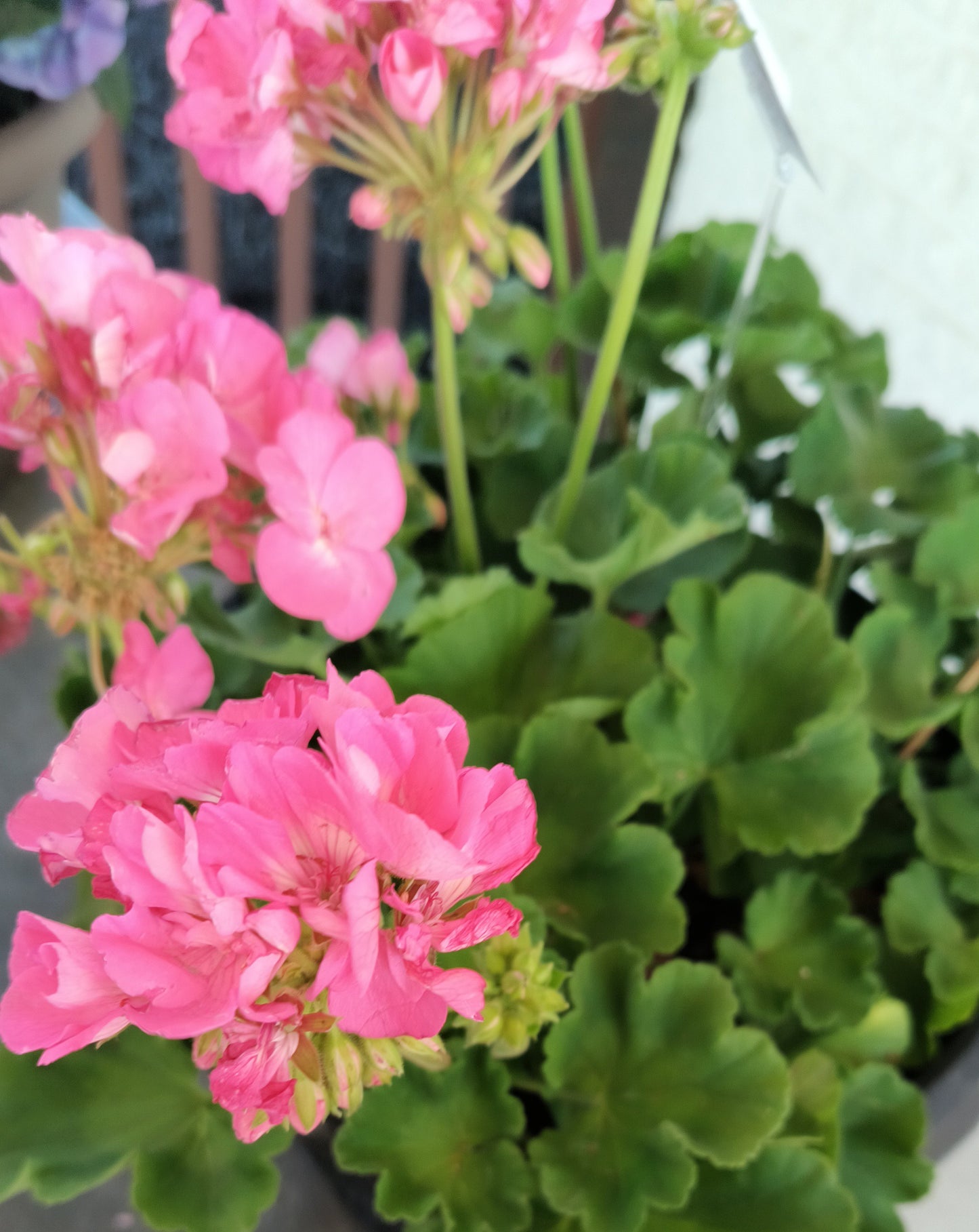 Geranium Patio Pot