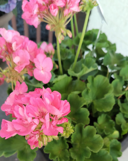 Geranium Patio Pot