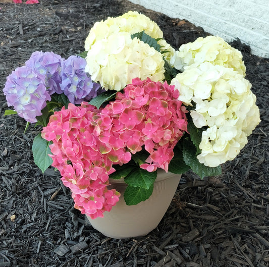 Hydrangea Patio Pot