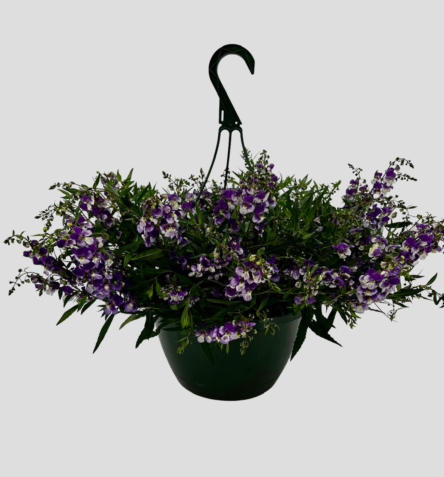 Angelonia Hanging Basket