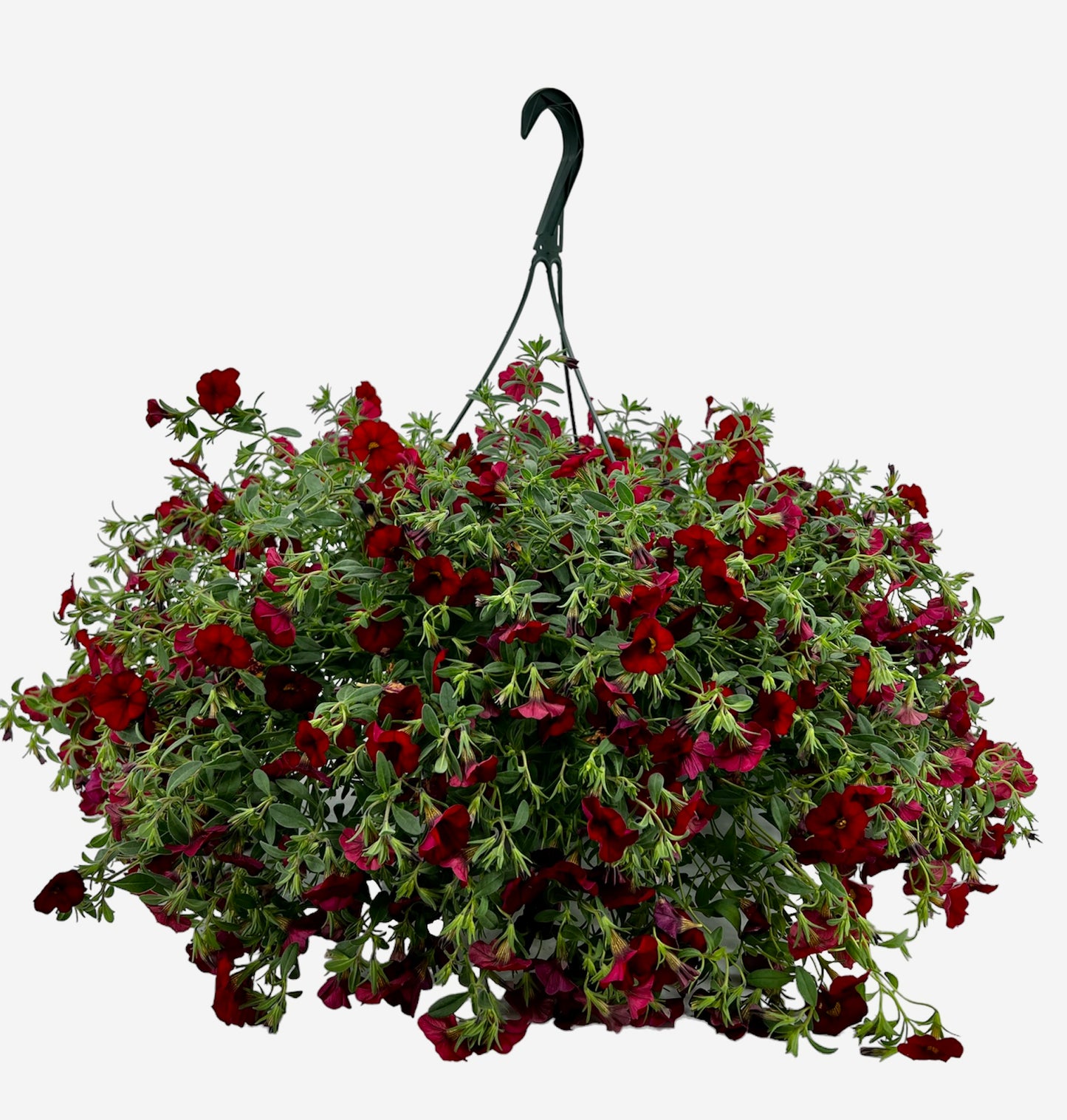 Petunia Hanging Basket