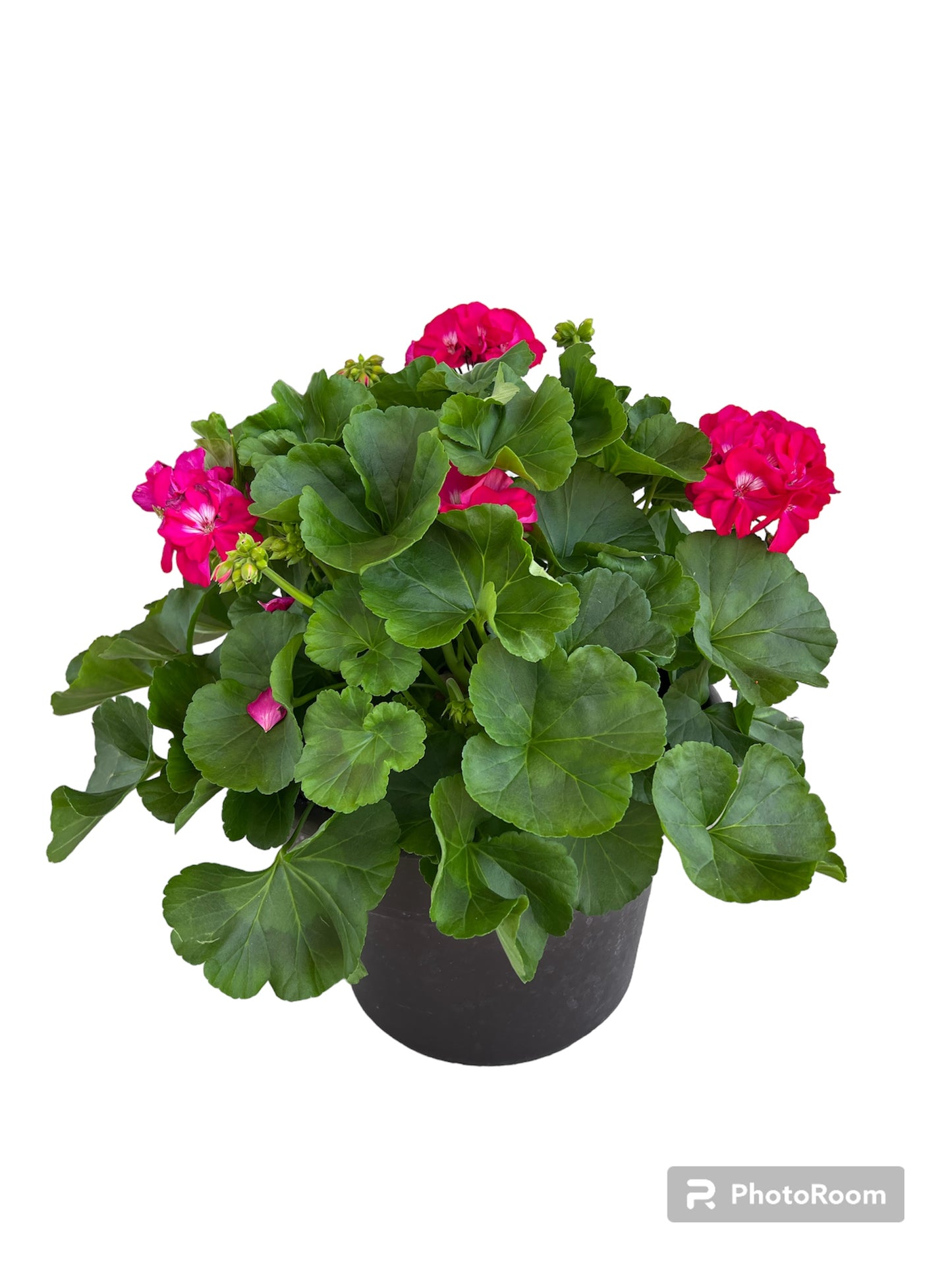 Patio Potted Begonia