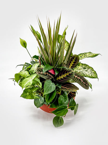 house plants with patterned leaves Dish Garden Houseplant – Printz Florist