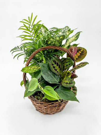 Wicker Dish Garden - Printz Florist