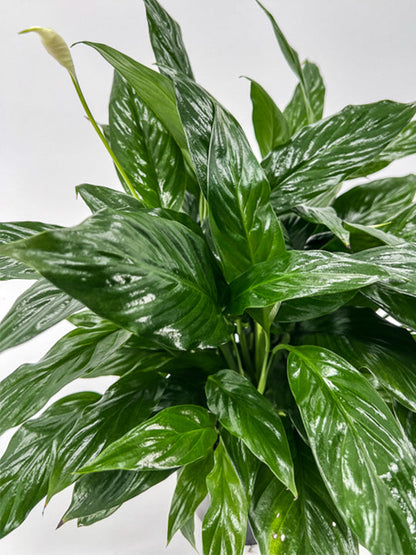 large peace lily for funeral Large Peace Lily – Printz Florist