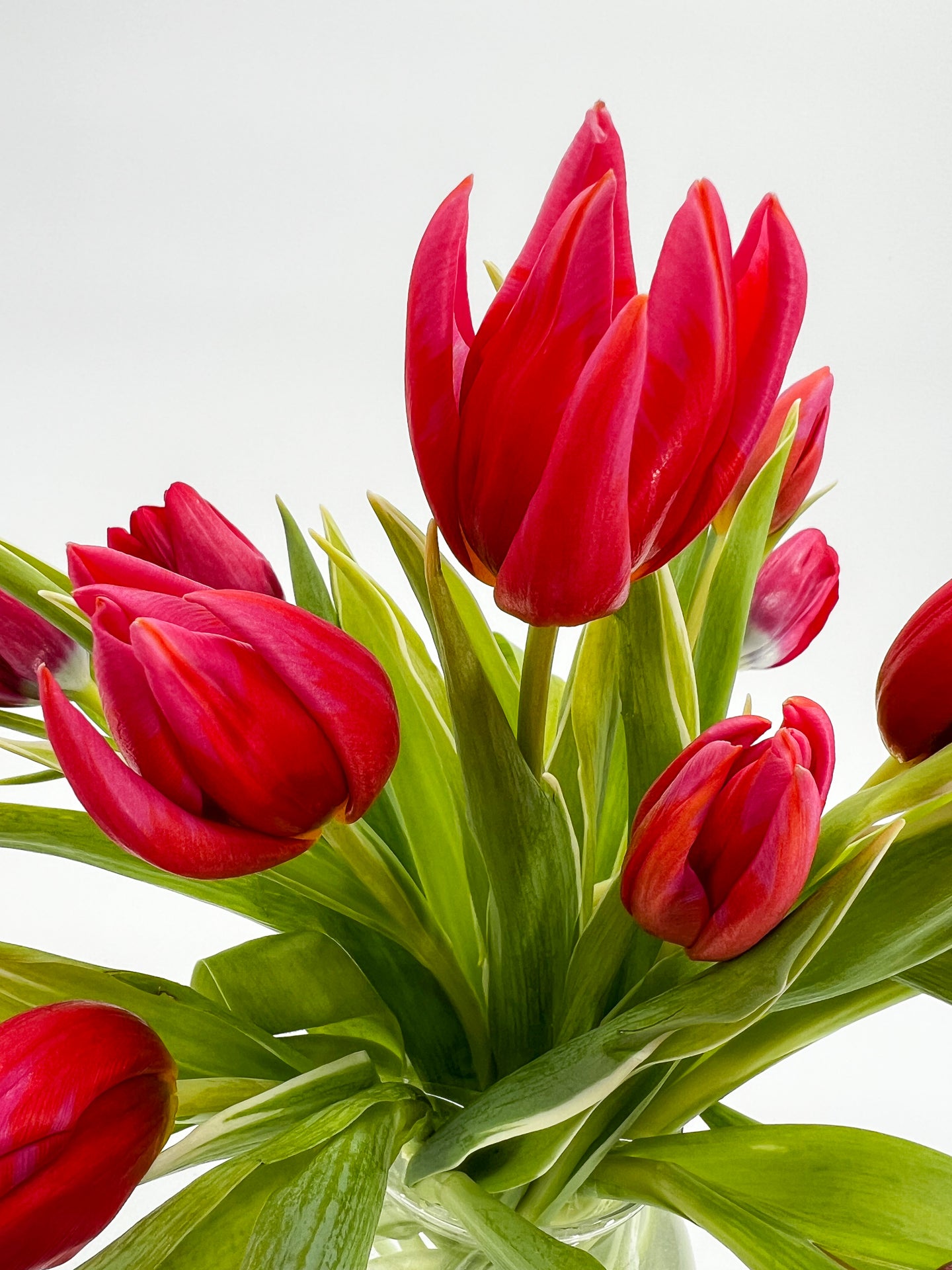 Seasonal Tulips